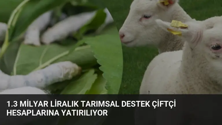 1.3 Milyar Liralık Tarımsal Destek Çiftçi Hesaplarına Yatırılıyor