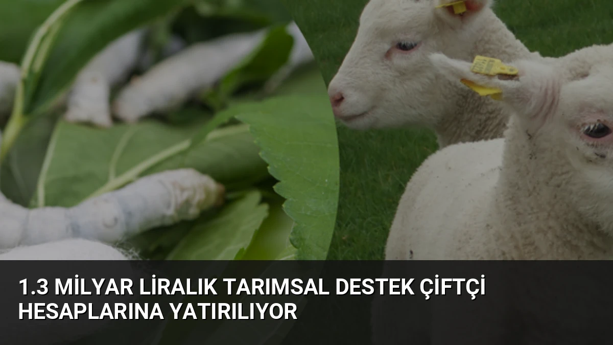 1.3 Milyar Liralık Tarımsal Destek Çiftçi Hesaplarına Yatırılıyor