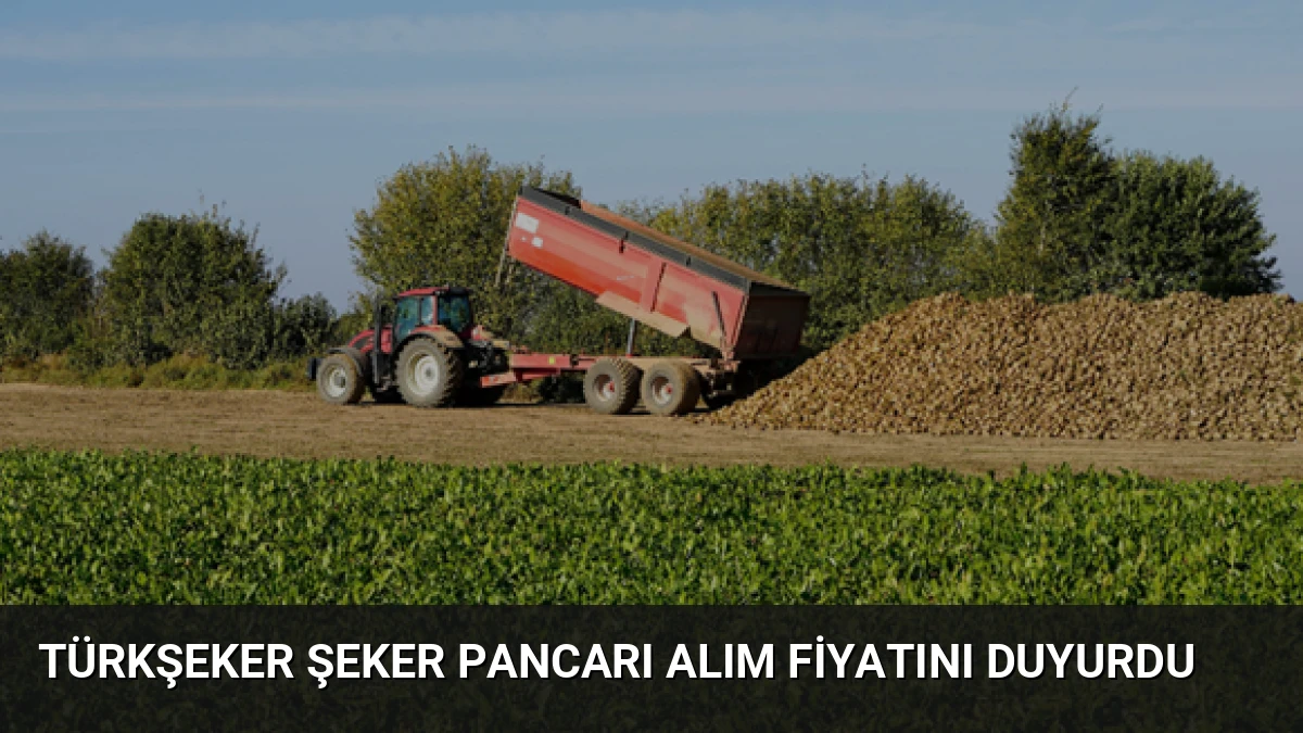 Türkşeker Şeker Pancarı Alım Fiyatını Duyurdu